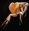 Ctenocephalis felis